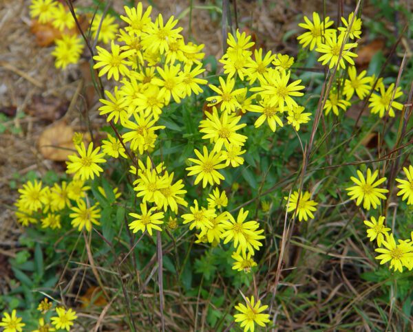 Chrysopsis mariana, Maryland Golden Aster, Wholesale Native Bare Root Perennials