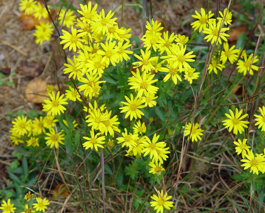 A close up of yellow flowers in the grass.