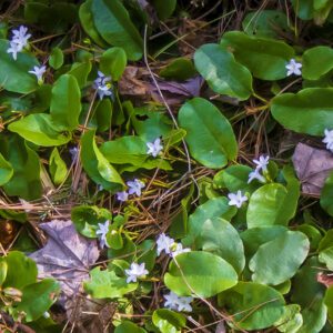 A close up of some green leaves and white flowers