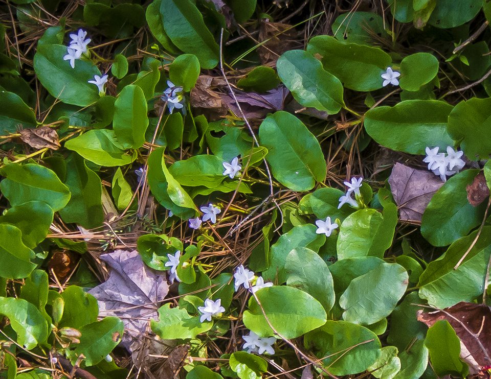 A close up of some green leaves and white flowers