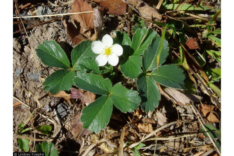 A small white flower is growing in the grass.