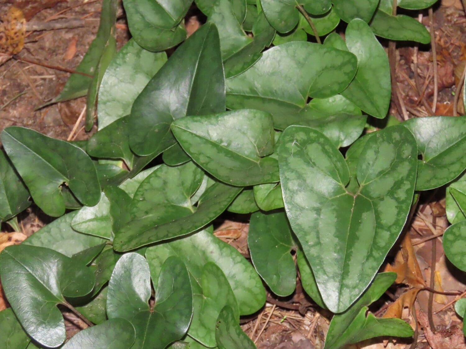 Hexastylis arifolia, (Asarum arifolium). Heart Leaf Ginger, Evergreen Ginger, Little Brown Jug, Native Bare Root Perennial
