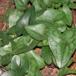 Asarum arifolium (Hexastylis arifolia), Evergreen Ginger, Little Brown Jug, Wholesale Native Bare Root Perennials