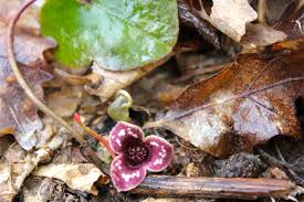 Hexastylis arifolia, (Asarum arifolium). Heart Leaf Ginger, Evergreen Ginger, Little Brown Jug, Native Bare Root Perennial