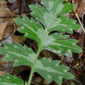 Hydrophyllum macrophyllum, Largeleaf Waterleaf, Wholesale Native Bare Root Perennials