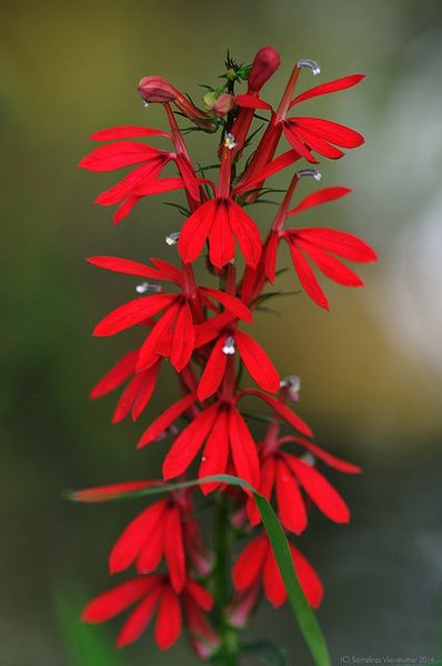 A close up of the red flowers on a plant