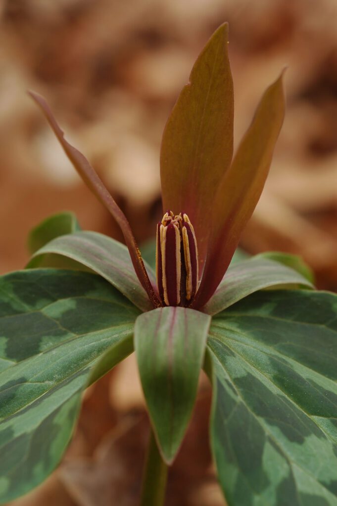 A close up of the flower bud of a plant.
