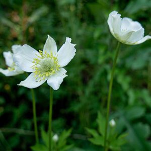 Anemone Virginiana, Thimbleweed, Tall Anemone, Organically Grown Native Perennial Plugs, Native Wildflowers, Native Pollinator Support Plants