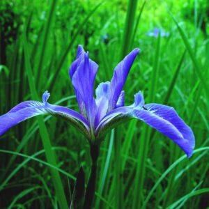 Iris Versicolor, Native Blueflag, Native Perennial Plant Plugs, Native Wetland Plant Plugs, Organically Grown