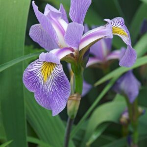 Iris Virginica, Virginia Blueflag, Native Perennial Plant Plugs, Native Wetland Plant Plugs, Organically Grown
