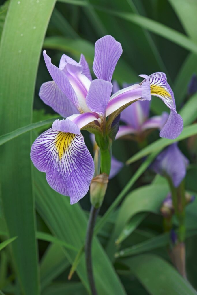Iris Virginica, Virginia Blueflag, Native Perennial Plant Plugs, Native Wetland Plant Plugs, Organically Grown