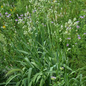 Eryngium yuccifolium, Rattlesnake Master, Organically Grown Native Perennial Plugs, Native Wildflowers, Native Pollinator Support Plants