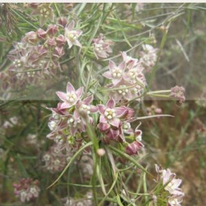 Cynanchum laeve, HoneyVine Milkweed, Organically Grown Native Perennial Plugs, Native Wildflowers, Native Pollinator Support Plants