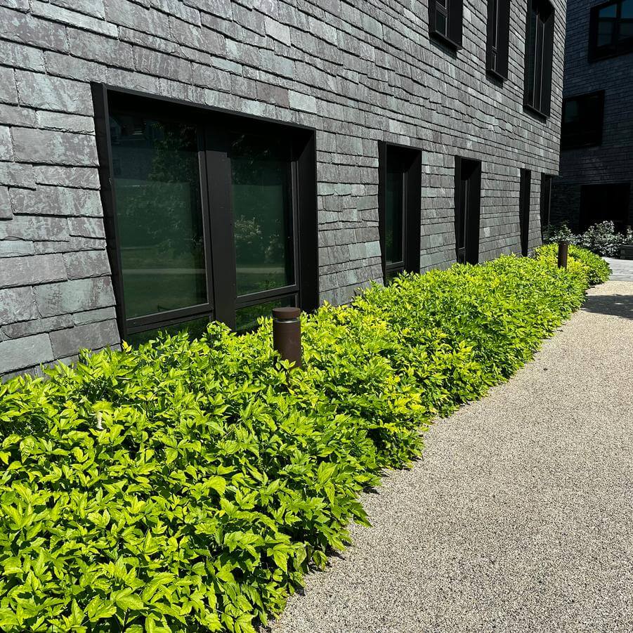 Modern building with green shrubs and path.