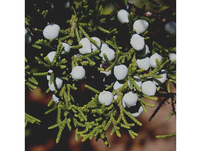 Eastern Red Cedar, Juniperus virginiana