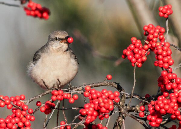 WINTERBERRY HOLLY