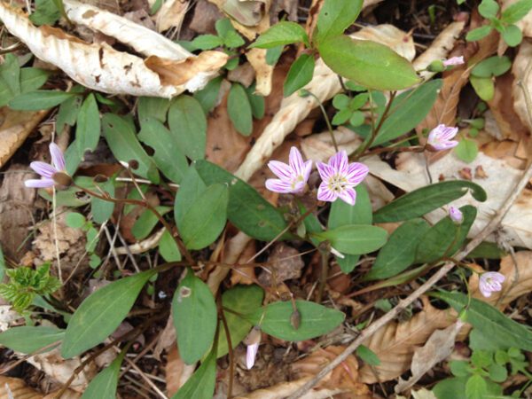 Claytonia caroliniana, Carolina Spring Beauty, Wholesale Native Bare Root Perennial