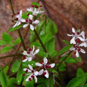 Erigenia bulbosa, Harbinger Of Spring, Wholesale Native Bare Root Plants