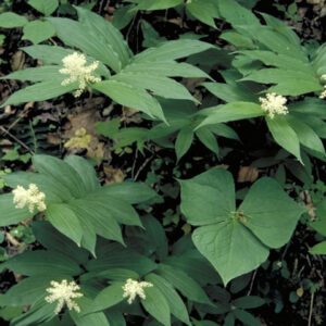 Maianthemum racemosum, Feathery False Lily of the Valley, Wholesale Native Bare Root Plants
