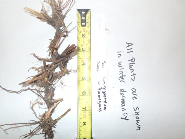 Saccharum giganteum, Sugarcane Plumegrass, Wholesale Native Bare Root Perennial, Grass