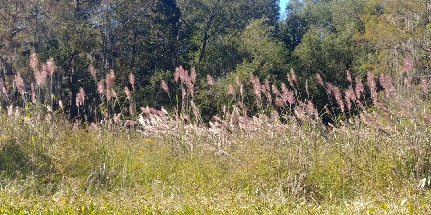 Saccharum giganteum Saccharum giganteum (Walter) Pers. Sugarcane Plumegrass, Giant Plumegrass Poaceae (Grass Family) Synonym(s): Erianthus giganteus, Erianthus giganteus var. compactus, Erianthus laxus, Erianthus saccharoides USDA Symbol: SAGI USDA Native Status: L48 (N)