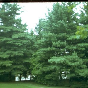 Pinus strobus, Eastern White Pine 4-10" Wholesale evergreen bare root trees