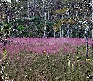 Muhlenbegia capillaris, Pink Muhly Grass, Native Grasses, Native Perennial Grass Plugs