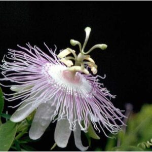 Passiflora incarnata- Passion Flower Vine, Maypop, Organically Grown Plugs