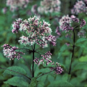 Joe Pye Weed plant closeup shot