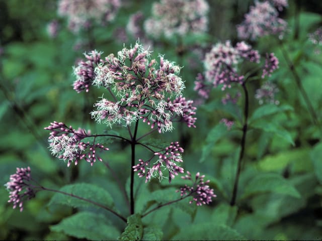 Joe Pye Weed plant closeup shot