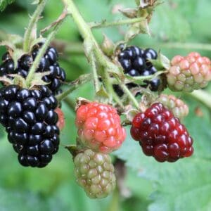 Rubus allegheniensis, Allegheny Blackberry Wholesale Native Bare Root Shrub