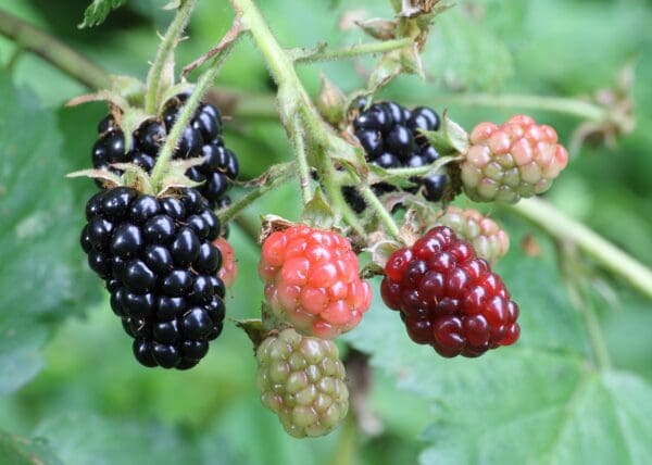 Rubus allegheniensis, Allegheny Blackberry Wholesale Native Bare Root Shrub