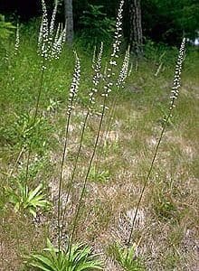Aletris farinosa, Unicorn Root, Wholesale Native Bare Root Perennials