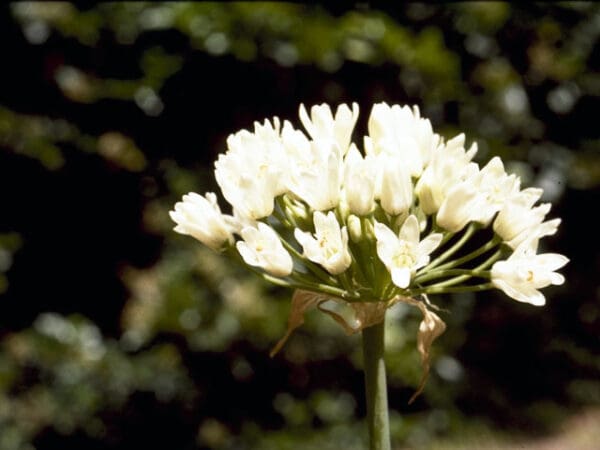 Allium canadense, Meadow Garlic
