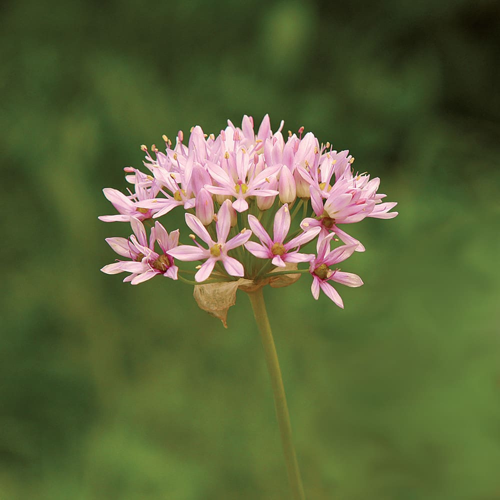 Allium canadense, Meadow Garlic, Wholesale Native Bare Root Perennial