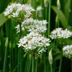 Allium canadense, Meadow Garlic, Wholesale Native Bare Root Perennial