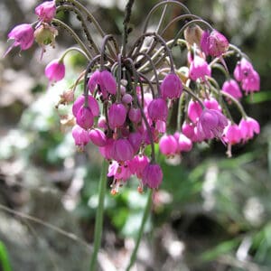 Allium-cernuum-Nodding-Onion