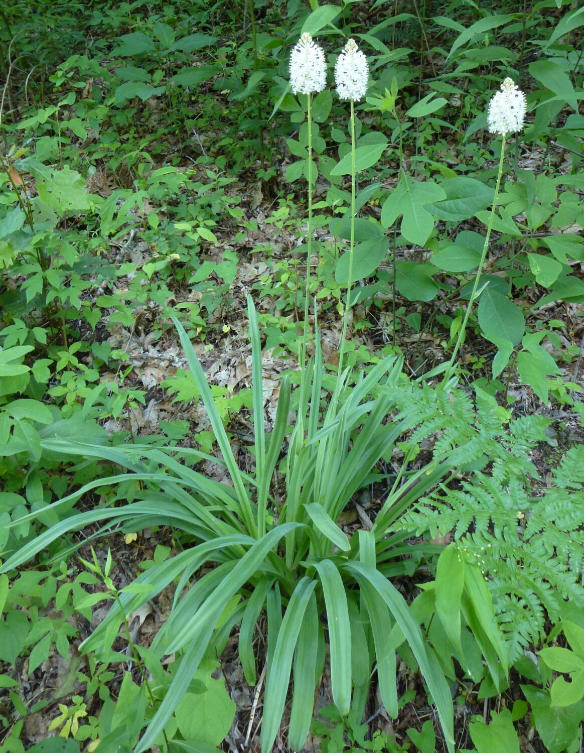Amianthium muscitoxicum, Fly Poison