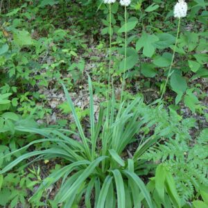 Amianthium muscitoxicum, Fly Poison