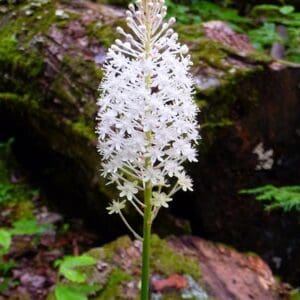 Amianthium muscitoxicum, Fly Poison, Wholesale Native Bare Root Perennial