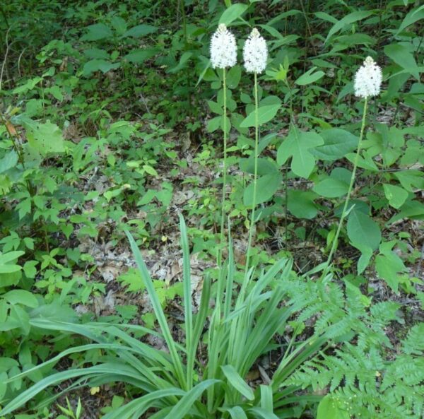 Amianthium muscitoxicum, Fly Poison