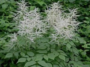 Aruncus dioicus (Walter) Fernald var. dioicus