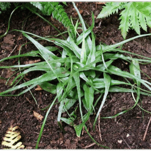 Asplenium rhizophyllum, Walking Fern, Wholesale Bare Root Native Woodland Fern