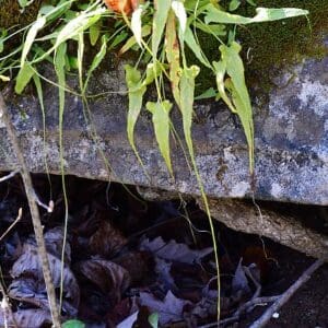 Asplenium rhizophyllum, Walking Fern, Wholesale Bare Root Native Woodland Fern