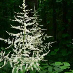 Astilbe biternata, Appalachian false goat's beard, Wholesale Native Bare Root Perennials
