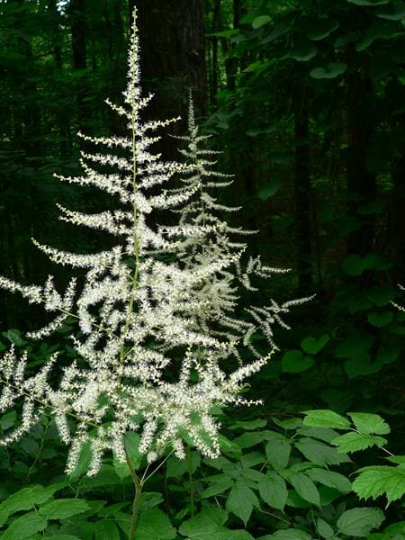 Astilbe biternata, Appalachian false goat's beard, Wholesale Native Bare Root Perennials
