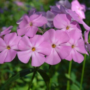 Phlox glaberrima, Smooth Phlox, Wholesale Native Bare Root Perennials
