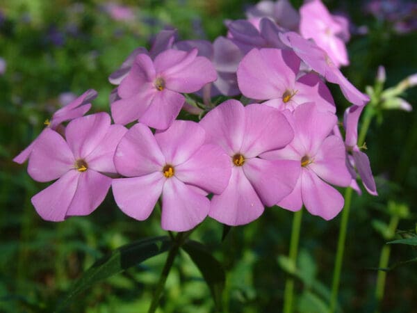 Phlox glaberrima, Smooth Phlox, Wholesale Native Bare Root Perennials