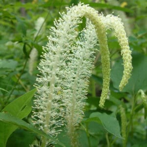 Saururus cernuus, Lizard's Tail, Wholesale Native Bare Root Perennials