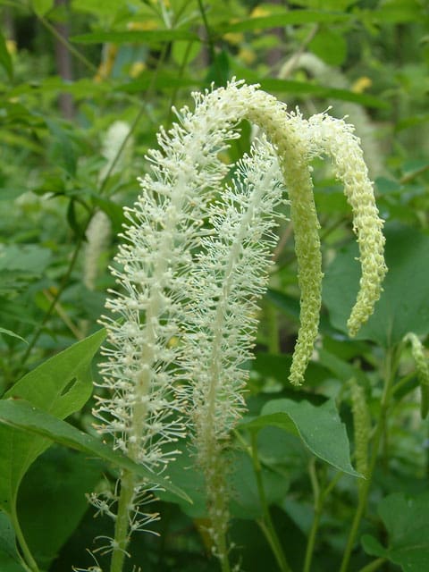 Saururus cernuus, Lizard's Tail, Wholesale Native Bare Root Perennials